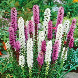 Gayfeather Mixed - Easy to Grow, Drought-Resistant, for Borders and Bouquets - Liatris spicata - Premium Seeds