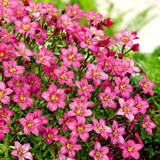 Saxifraga arendsii - Rosa - Resistente e longeva, ideale per bordure - Saxifraga arendsii - Semi Premium