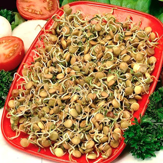 Semi per germogli - Lenticchie Verdi - Ricchi di fibre, sapore delicato - Lens culinaris