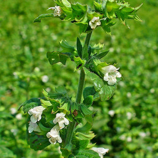 Melissa vera - Utile contro lo stress e l’insonnia - Melissa officinalis - Busta Grande - 100 g - Semi Premium