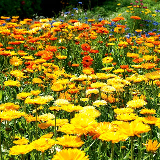 Calendula - Pianta medicinale tradizionale - Calendula officinalis - 100 g