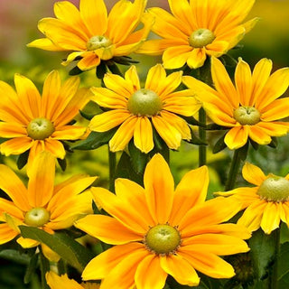 Rudbeckia - Green Eyes - Ideale per aiuole e bouquet - Rudbeckia hirta - Semi Premium