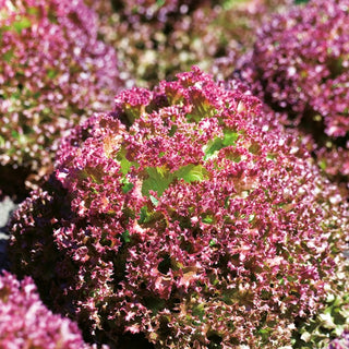 Leaf Lettuce Lollo Rossa - Appetising Red Leaves for Open Field and Under Cover - Premium Seeds