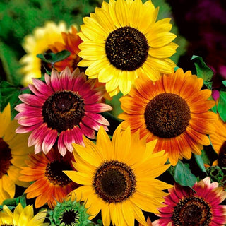 Girasole - Miscuglio - Misto di colori, ideale per fiori recisi - Helianthus annuus - Busta Gigante - 1 kg
