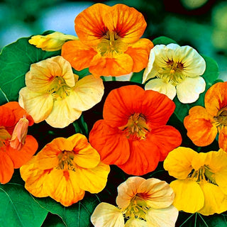 Nasturzio Nano - Tom Thumb - Decorazione perfetta per vasi e contenitori - Tropaeolum majus var. nanum