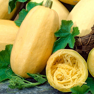 Zucca - Vegetable Spaghetti - Curiosità culinaria per l’orto