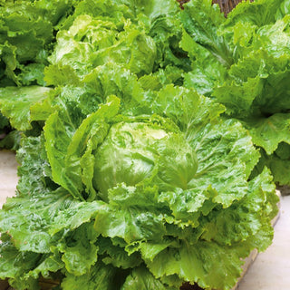 Iceberg Lettuce Saladin - Fast Growth, Mildew-Resistant, Abundant Yields - Premium Seeds