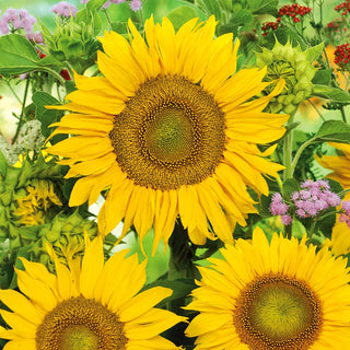 Girasole - Sunspot - Resistente e portamento compatto - Helianthus annuus - Busta Gigante - 1 kg