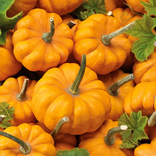 Ornamental Squash Sweetie Pie - Miniature Masterpiece of Nature - Premium Seeds