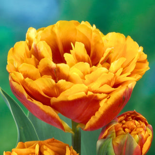 Tulipano - Bonanza - Tulipa - Fiore ricco di magia per il giardino - 5 bulbi