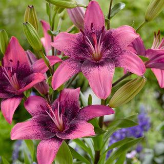 Giglio asiatico - Purple Dream - Lilium - Toni viola a metà estate