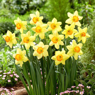 Narciso - Red Devon - Narcissus - Bagliore primaverile giallo arancione - 5 bulbi