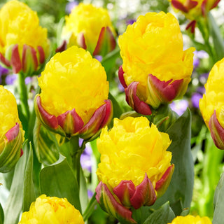 Tulipano - Ice Cream Banana - Tulipa - Fiori unici come un dessert - 5 bulbi