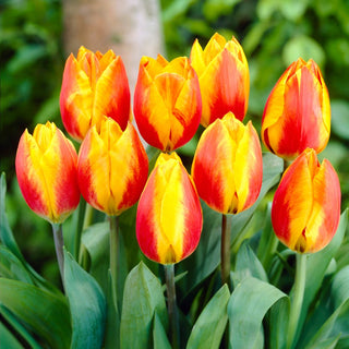 Tulipano - Flair - Tulipa - Ideale per aiuole e bordure - 5 bulbi