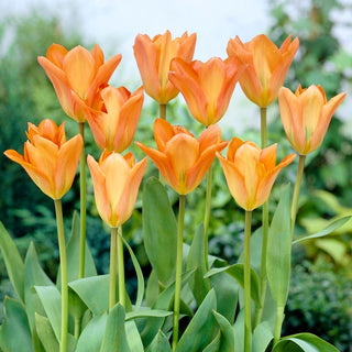 Tulipano - Orange Emperor - Tulipa - Crea composizioni ricche di energia - 5 bulbi