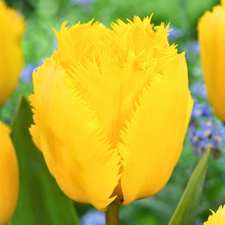 Tulipano - Crystal Star - Tulipa - Bagliore giallo tra i fiori primaverili - 5 bulbi