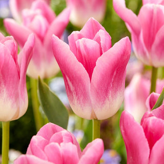 Tulipano - Royal Ten - Tulipa - Eleganza tra i tulipani doppi - 5 bulbi