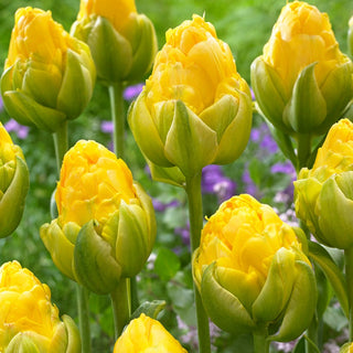 Tulipano - Vanilla Coup - Tulipa - Perla delicata tra i tulipani - 5 bulbi