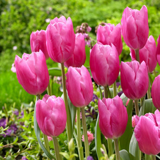 Tulipano - Jumbo Pink - Tulipa - Fiori rosa dal delicato profumo - 5 bulbi