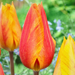 Tulipano - El Nino - Tulipa - Striature di colore uniche sui petali - 5 bulbi