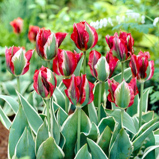 Tulipano - Esperanto - Tulipa - Affidabile, apprezzato ed elegante - 5 bulbi