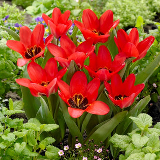 Tulipano - Job's Memory - Tulipa - Classico dal fascino moderno - 5 bulbi