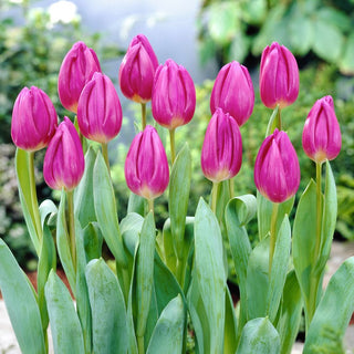 Tulipano - Purple Flag - Tulipa - Colore intenso, calice elegante - 5 bulbi