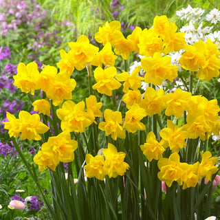 Narciso - Golden Delicious - Narcissus - Fiori straordinari per aiuole e vasi - 5 bulbi
