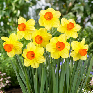 Narciso - Monal - Narcissus - Bagliore primaverile giallo arancione - 5 bulbi