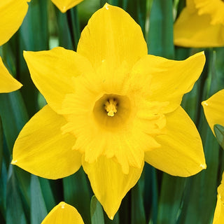 Narciso - Osiris - Narcissus - Bagliore agrumato del giardino di primavera - 5 bulbi