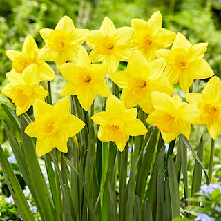 Narciso - Pentewan - Narcissus - Accento primaverile di giallo intenso - 5 bulbi