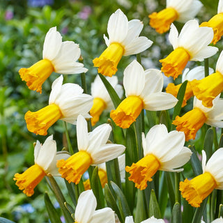 Narciso - Winter Waltz - Narcissus - Unico gioco di colori nello splendore primaverile - 5 bulbi