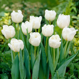 Tulipano - Mondial - Tulipa - Eleganza delle composizioni classiche - 5 bulbi