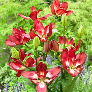 Giglio doppio - Double Sensation - Lilium - Fiori profumati per il giardino estivo