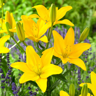 Giglio - Easy Sun - Lilium - Accento giallo limone in giardino