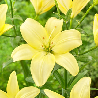Giglio - Easy Vanilla - Lilium - Tonalità delicate e vanigliate dei petali