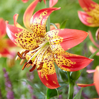 Giglio - Fusion - Lilium - Mantiene a lungo la freschezza in vaso