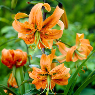 Giglio - Henryi - Lilium - Profumo floreale delicato