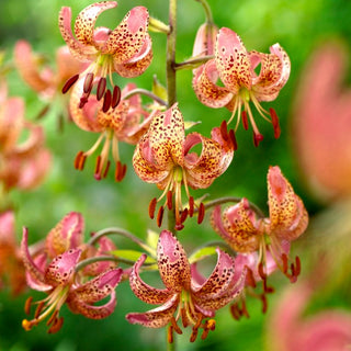 Giglio martagone - Manitoba Morning - Lilium - Petali rosa maculati
