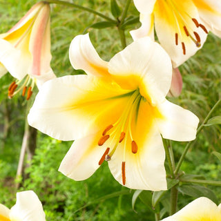 Giglio arboreo - Miss Peculiar - Lilium - Fiori chiari che illumineranno ogni giardino