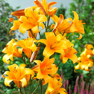 Giglio tromba - Orange Planet - Lilium - Fiori come raggi di sole