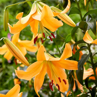 Giglio arboreo - Orange Space - Lilium - Grandi fiori che catturano l’attenzione