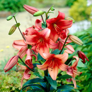 Giglio - Pearl Loraine - Lilium - Elemento scenografico estivo raffinato