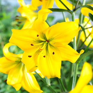 Giglio - Pearl Melanie - Lilium - Giallo intenso, elegante