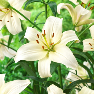Giglio - Pearl White - Lilium - Fioritura abbondante per tutta l’estate