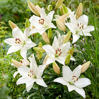 Giglio - Snowdon - Lilium - Fresco a lungo nei bouquet recisi