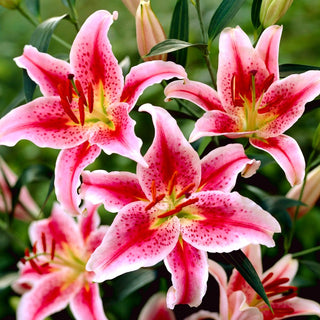 Giglio orientale - Star Gazer - Lilium - Profumo intenso in giardino d’estate