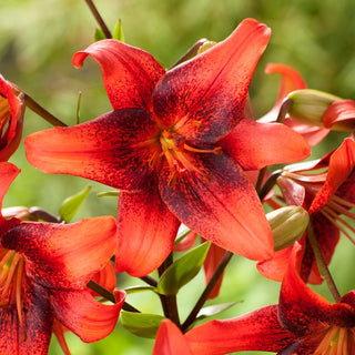 Giglio tigrato - Strawberry Event - Lilium - Tocco classico in ogni giardino