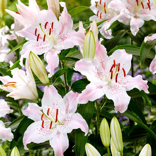 Giglio orientale - Virtuoso - Lilium - Varietà orientale dal profumo delicato