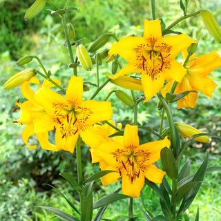 Giglio tigrato - Yellow Bruse - Lilium - Accento deciso per la bordura estiva